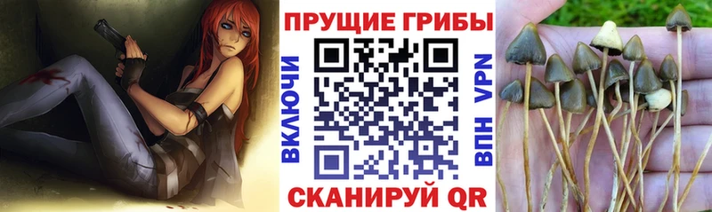 наркошоп  Анжеро-Судженск  Псилоцибиновые грибы Magic Shrooms 